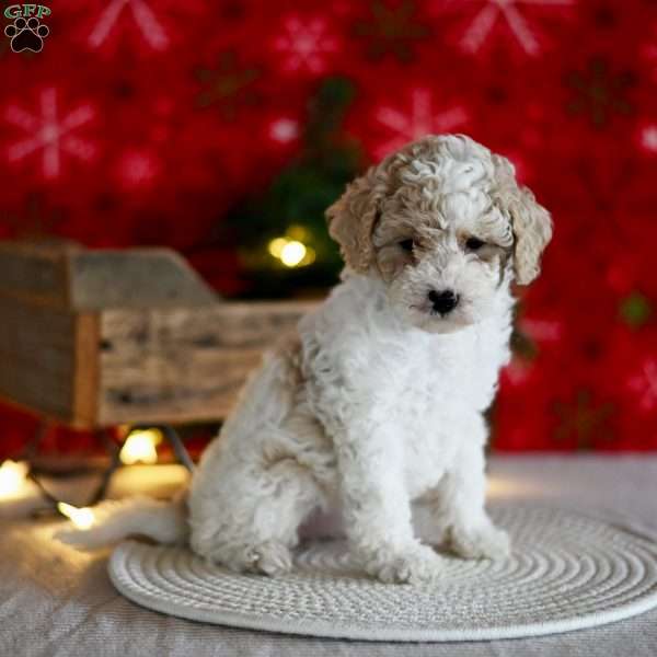 Tina, Miniature Poodle Puppy